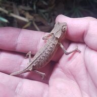Luffy D. Chameleon