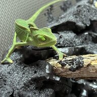 lecaméléon