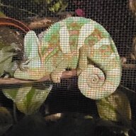 Pistachio_Disguisey1