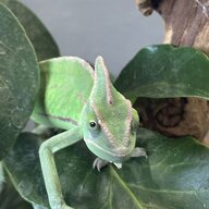 cornelius.rex