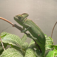 EllaBug