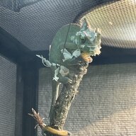 treeann