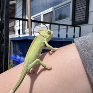 Chelsea&Rango