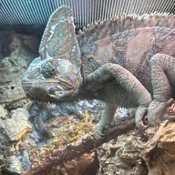 chameleonfan11