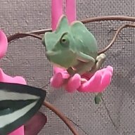 pistachio2025