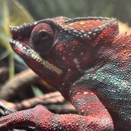 Owen’sChameleons