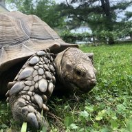mythreetorts