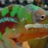 safarinate1
