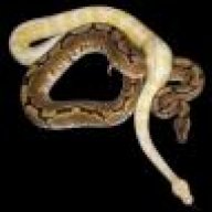 RichsBallPythons