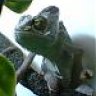 karmachameleon