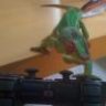 Rambo100