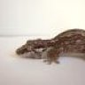 Sunstatereptiles
