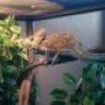 dan chameleon