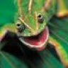Reptile Dude