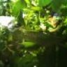 Rango43