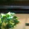 Chris111384