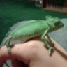 Animalfan33