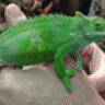 KwaziChameleon