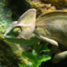 Pigginfriendly