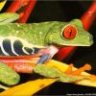 KrTreefrog2
