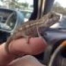 freakythechameleon