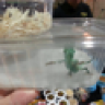 Herpetologist22