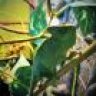 Chameleonparents