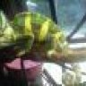 Colorey
