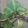 scchameleon