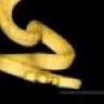 tylersreptiles13