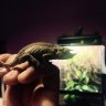 Chamfrog87