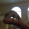 Loki Nosy Be