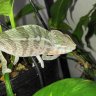 PdragonChameleons