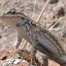LearningLizard