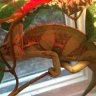 Rango.Da.Cham