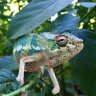 Pygmy chameleon
