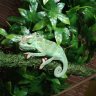 Nugthechameleon