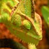 Vchameleons