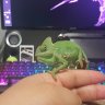 crankyasian
