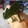 Green_gomez