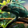 Turtlecham