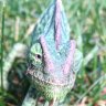 Sarahsarus