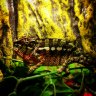 Pedro_robinho