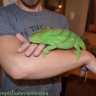 Reptilian Empire