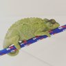 Chameleonlover0806