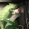 KuangDaoChameleon101