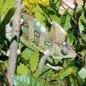 KdChameleon