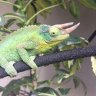 Chameleons567