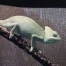 Randall the Cham