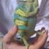 grumpychameleon